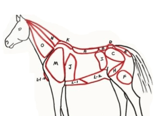 Police Horse, Part II